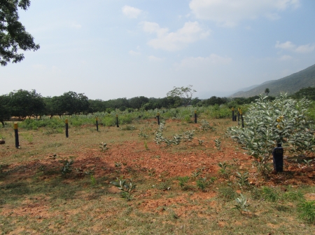 3) Budgeted Plots in Tirupati - Karkambadi Road.JPG